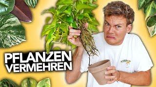 PFLANZEN VERMEHREN - Ableger richtig eintopfen | Joey's Jungle Plants