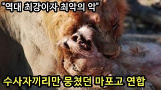 6마리의 수사자 형제끼리 100마리의 사자 무리를 멸망시킨 전설의 마포고 사자 연합