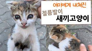 어미에게서 버려진 절름발이 고양이