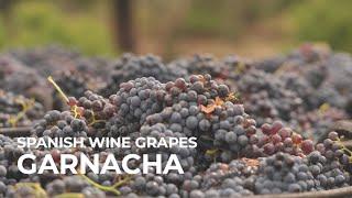 Spanish Wine Grapes: Garnacha