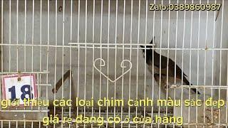 18/11: giới thiệu các loại chim cảnh màu sắc đẹp giá rẻ đang có ở cửa hàng:0389860987