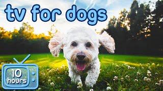 [No Ads] TV for Dogs! Foggy Walk Virtual Adventures!