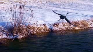 The Blue Heron of Sangchris Lake