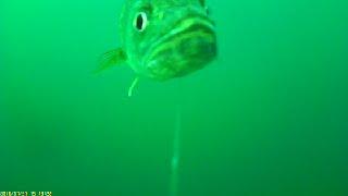 Several different fish strikes using worm harness