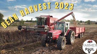 COMBINING OUR BEANS - 90'S MASSEYS OUT IN FORCE | HARVEST 2023