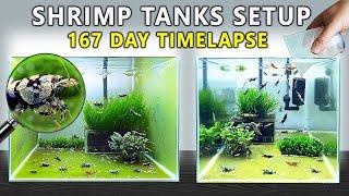 I Made 3 Tanks for Caridina Shrimp (And Let Them Breed)