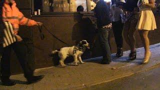 Police drugs dogs on the streets of Harrogate