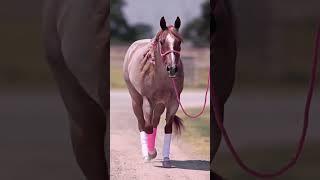 А какая нравится тебе? #необычные масти у лошади#horse#fyr#