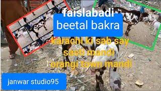 Breeder Bakra| Orangi town Bakra mandi| breeder bakra price| faislabadi beetal Bakra| beetal goat 