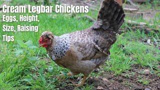 Cream Legbar Chickens (2023): Size, Egg Laying, Colors, Temperament and More…