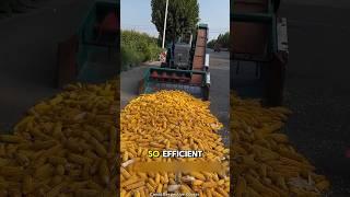 This Machine Peels Corn in Seconds!️#shortsvideo