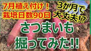 栽培期間が短すぎるさつまいもを掘ってみた‼︎