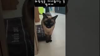 당신이 샴고양이를 키워야 하는 이유 #고양이 #샴고양이 특징