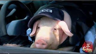 Pig Police