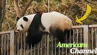 Panda Escapes Zoo Enclosure, Then Staff See Where She’s Trying To Go