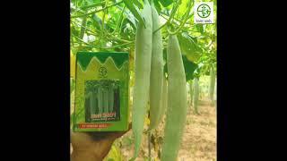 Kaveri Seeds Blockbuster Snake gourd hybrid - *KSNH 2401*  #kaveriseeds #highyield #KSNH2401 #2401