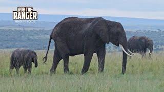 Mysterious Encounter with ELEPHANTS in the Maasai Mara | Zebra Plains Safari