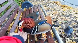 Feeding and petting wild Mandarin ducks