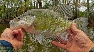 What's the Secret to Catching Crappie in November with Live Bait?