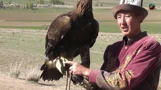 Kyrgyzstan, Eagle show 2024