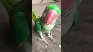 You be a good baby #parrot #thebluechicken #talkingparrot #indianringneck #funnyanimals #cutepets