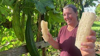 Harvesting Massive Loofahs to Make Shower Sponges