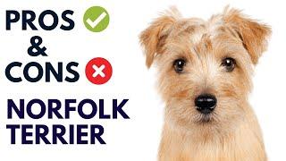 Norfolk Terrier Dog Pros and Cons | Norfolk Terrier Advantages and Disadvantages #AnimalPlatoon