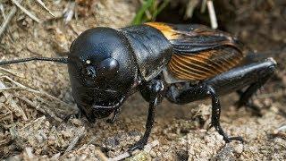 European field cricket (Gryllus campestris) at the burrow