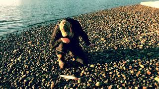 Case Inlet Cutthroat Trout On Spinner