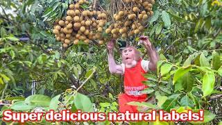 Bibi refuses to sleep and hides from Uncle Phong to harvest fruit!