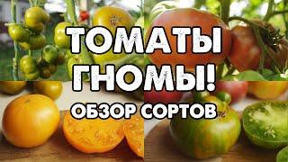 ТОМАТЫ ГНОМЫ. ОБЗОР СОРТОВ