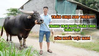 Thăm trang trại nuôi trâu chọi, trâu thịt tiền tỷ tại Hải Dương || Kỹ thuật nuôi trâu làm giàu