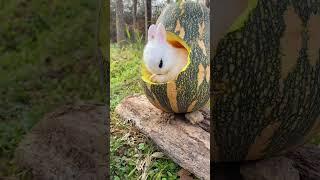 Little rabbit's pumpkin nest Cute pet rabbit