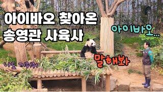 에버랜드 판다월드 푸바오 여행가기 전날 오후, 방사장으로 아이바오 찾아온 송바오 Baby Panda Fu Bao