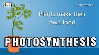 Photosynthesis | Photosynthesis in plants | Photosynthesis - Biology basics for children | elearnin