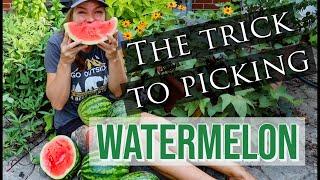 When to Harvest Watermelon- Pick Perfectly Ripe Melons Every Time!