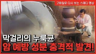 막걸리의 누룩균, 암 예방 성분의 충격적 발견! | 한국사 탐 [반복재생]/YTN 사이언스