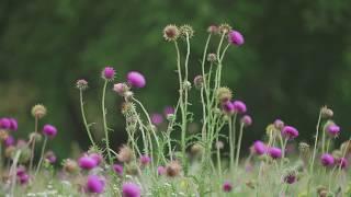 Live piano improvisations by Werner Elmker with Fairfield, Iowa 4k nature videos [HQ]