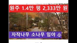 원주 1.4만 평 2,333만 원 (자작나무 소나무 임야 )