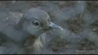 Lyre Bird beatboxing