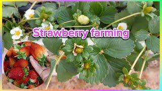 Strawberry farming/Precious M Vlog