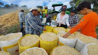 Llegó el tiempo de desgranar maíz en El Salvador  (1)