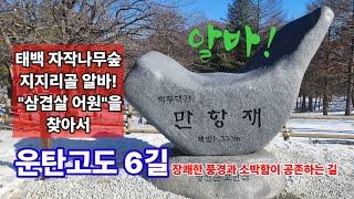 운탄고도6길코스 태백자작나무숲 알바!. "삼겹살 어원"을 찾아서 태백맛집 투어