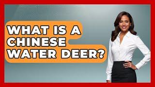 What Is A Chinese Water Deer? - The Wild Life Explorer