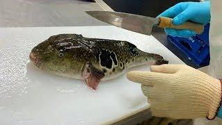 Japanese Food, Fish (Fugu) Cutting by Japanese Masters.