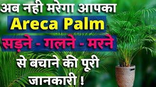 ARECA PALM / ऐरेका पाम को बचाने का तरीका || पत्ते पीले होने से मरने से बचाने की A-Z Information