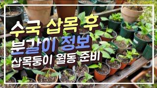 [수국 월동 #2] 수국 삽목 후 분갈이 총정리! 삽목둥이 월동 준비하는 모습 보여드려요