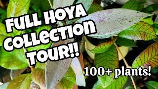 100+ HOYA COLLECTION TOUR!!  showing you ALL the sunstress, peduncles, mealybugs & wrinkly leaves 