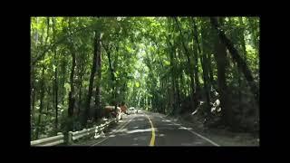 #man maid forest bilar bohol