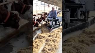 Automatic feeding technology for cattle shed